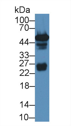 12685