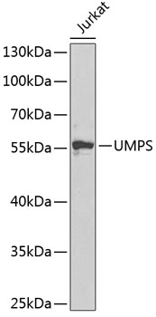 Валидация Elabscience E-AB-61803