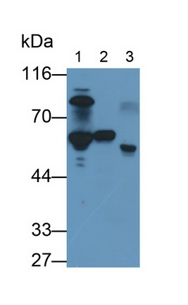 10496