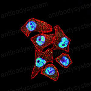 Валидация IF - AntibodySystem RHN94003