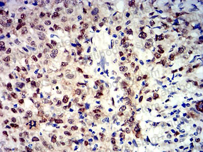 Валидация AntibodySystem RHD74802 (1789)
