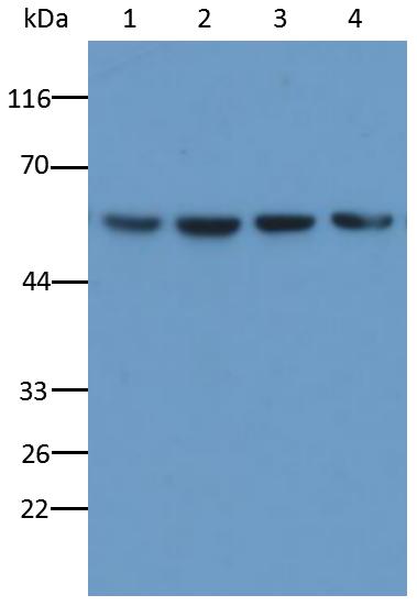 15229