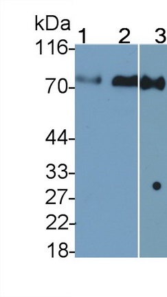 36815