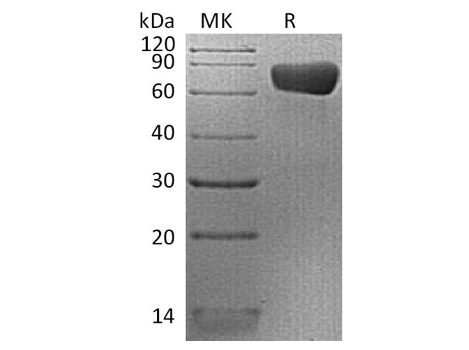 Валидация Elabscience PKSH033556(3854)