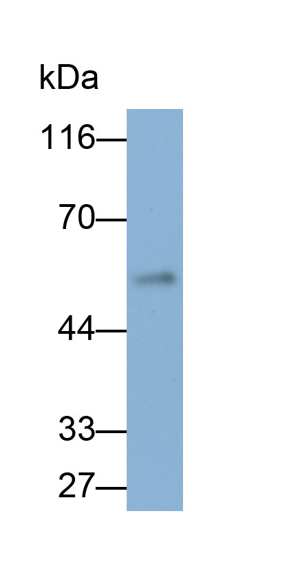32839