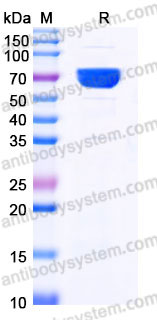 EHB39503, SDS-PAGE