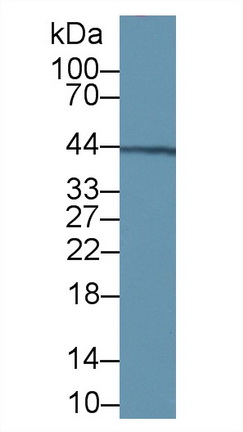 12902