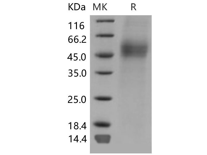Валидация Elabscience PKSM040641(4626)