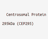 Centrosomal Protein 295kDa (CEP295)