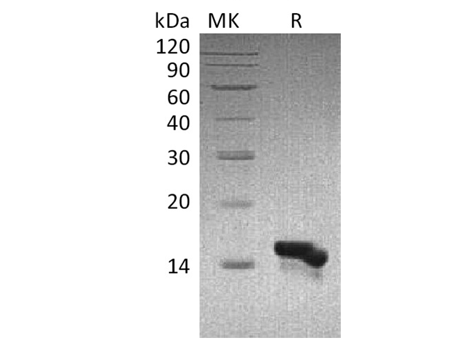 Валидация Elabscience PKSH033732(4010)