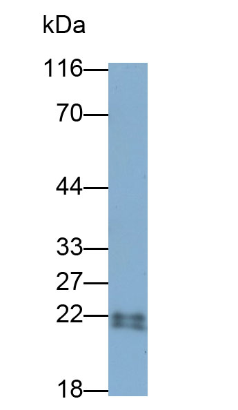 30639