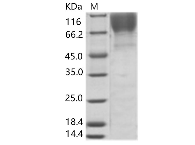 Валидация Elabscience PKSV030210(5987)
