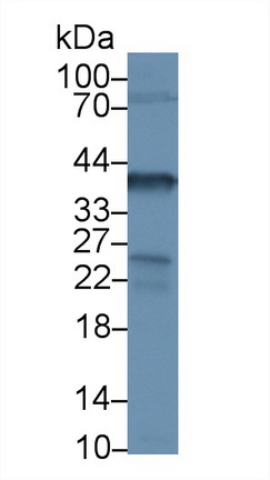 13289