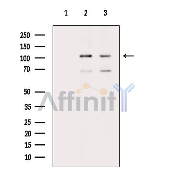 Валидация Affinity DF15797 - 12279