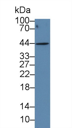 62658