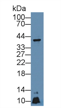 9096