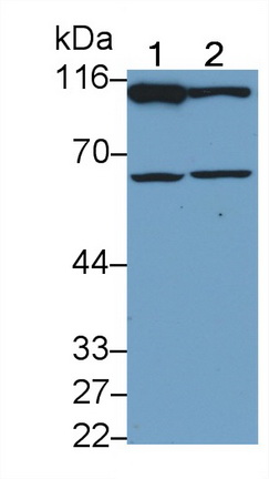 4982