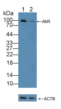 12131