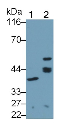 39253