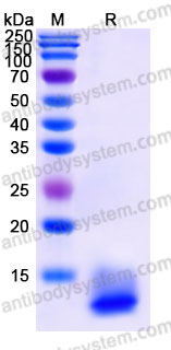 AMB91402, SDS-PAGE
