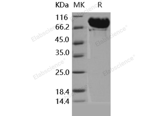 Валидация Elabscience PKSH031683(2328)