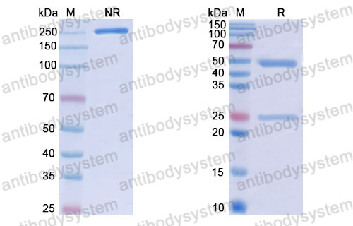 Валидация SDS-PAGE - AntibodySystem RHJ92807