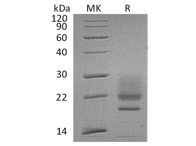 Валидация Elabscience PKSH032225(2739)
