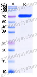 EHC44701, SDS-PAGE