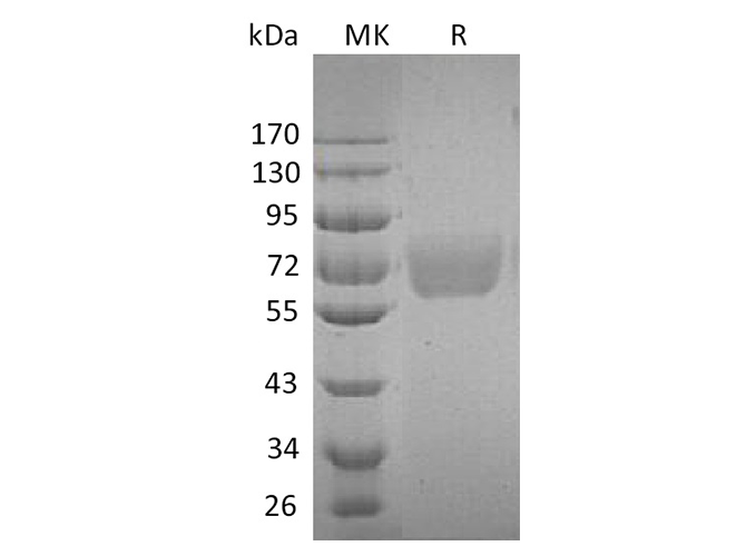Валидация Elabscience PKSH032648(3083)
