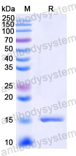 Валидация SDS-PAGE - AntibodySystem RHD90201