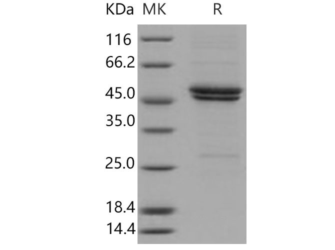 Валидация Elabscience PKSM040940(4881)
