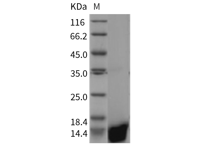 Валидация Elabscience PKSR030289(5635)