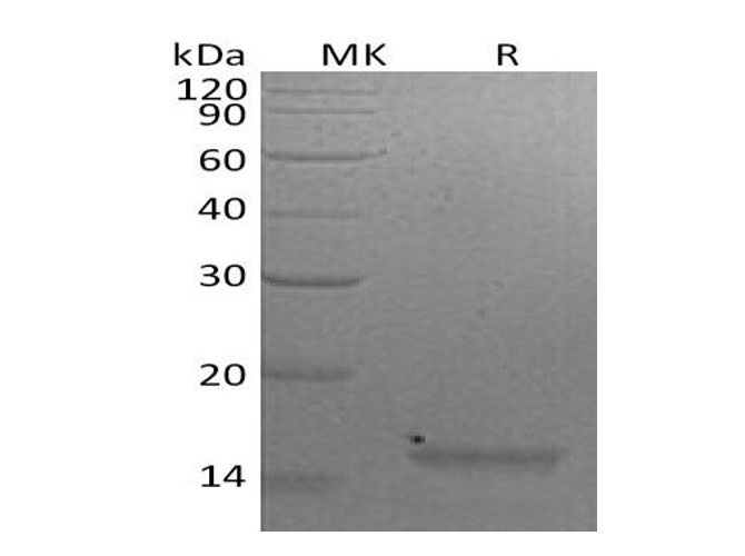 Валидация Elabscience PKSM041082(5003)