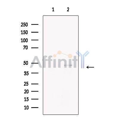 Валидация Affinity AF5240 - 2726