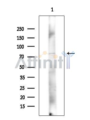 Валидация Affinity DF15360 - 11668