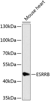 Валидация Elabscience E-AB-67986