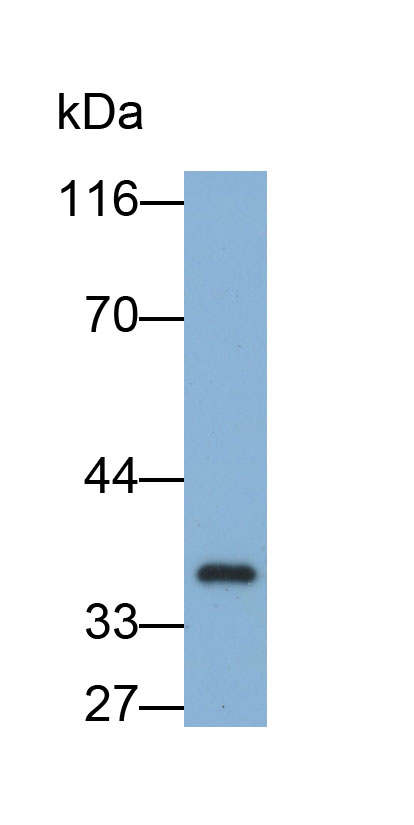 33486