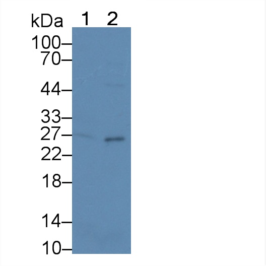 17469