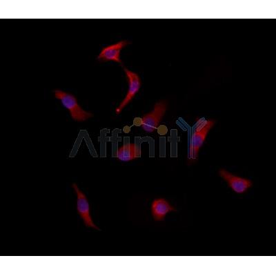 Валидация Affinity DF2552 - 13217