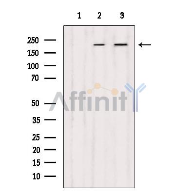 Валидация Affinity DF3984 - 15210