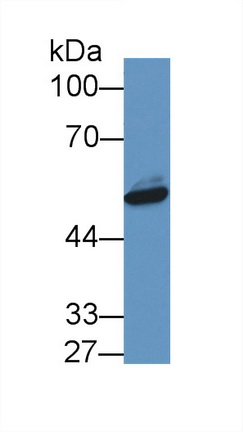 8455