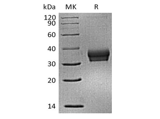 Валидация Elabscience PKSM041394(5272)