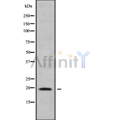 Валидация Affinity DF9388 - 21925