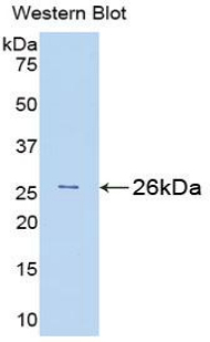 39605