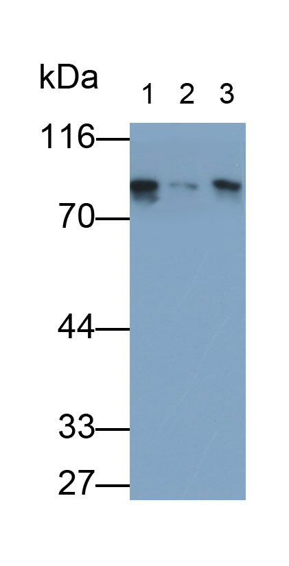 28408
