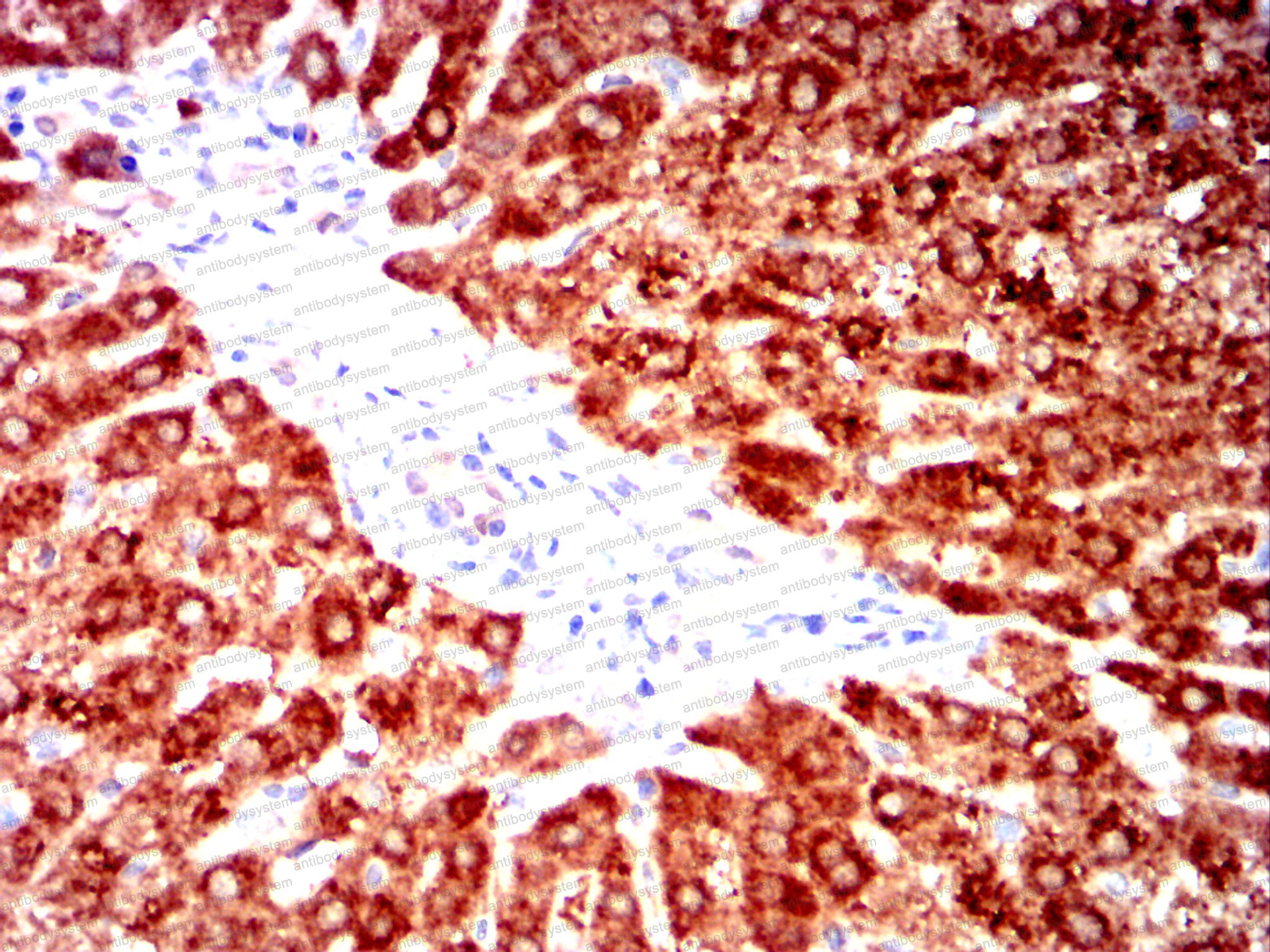 Валидация AntibodySystem RHG02903 (2803)