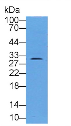 11916