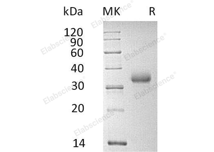 Валидация Elabscience PKSH031320(2055)