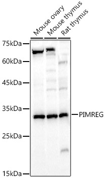 Валидация Elabscience E-AB-91476