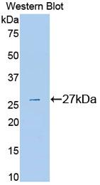 36064